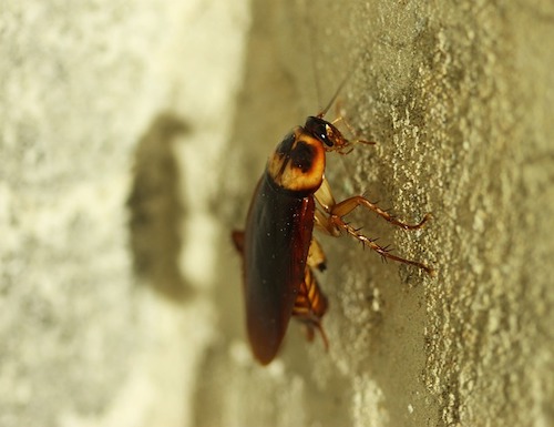 cockroach on a wall